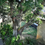 Terreno à venda em Vila Mazzei, São Paulo, SP