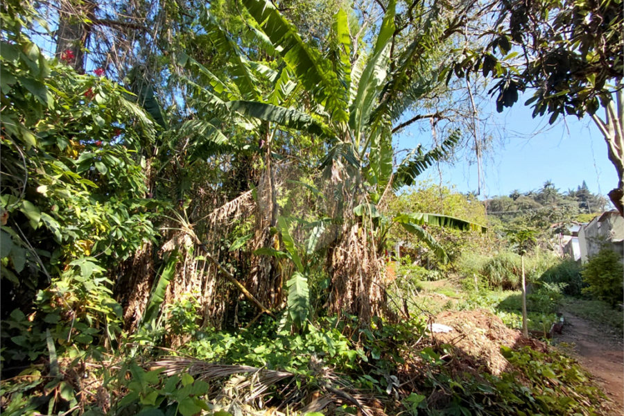Terreno à venda em Horto Florestal, São Paulo, SP