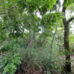 Terreno à venda em Recanto do Jataí, Sorocaba, SP