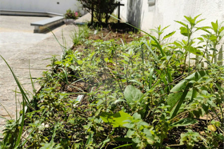 Apartamento à venda ou para alugar com 3 quartos, sendo 1 suíte,  em Real Parque, São Paulo, SP