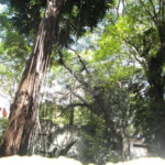 Terreno à venda em Barro Branco (zona Norte), São Paulo, SP