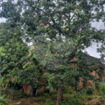 Terreno à venda ou para alugar em Horto, São Paulo, SP