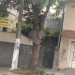 Casa Térrea à venda ou para alugar com 3 quartos, sendo 1 suíte, em Casa Verde, São Paulo, SP