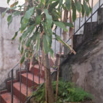 Casa Térrea à venda com 3 quartos em Vila Pompéia, São Paulo, SP