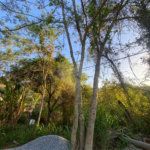 Terreno à venda em Albatroz, Armação dos Búzios, RJ