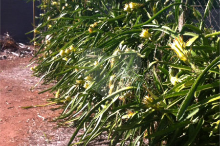 Chácara à venda com 5 quartos em Parque Planalto, Araraquara, SP