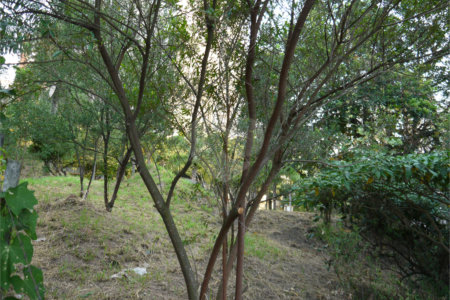 Terreno à venda em Jardim Petrópolis, São Paulo, SP