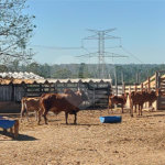 Sítio à venda com 2 suítes em Buru, Salto, SP