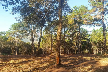 Fazenda Elisa - Fase 3