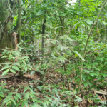 Terreno à venda em Caraguatá, Mairiporã, SP