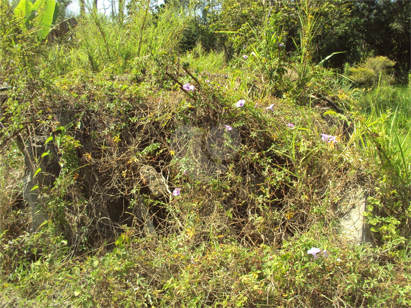 Chácara à venda com 1 quarto em Cruz das Almas, Biritiba-mirim, SP