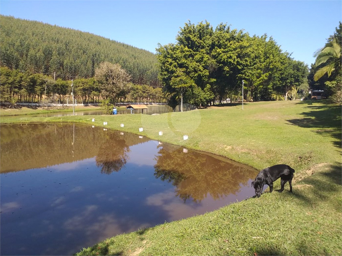Sítio à venda com 4 quartos, sendo 1 suíte,  em Cruz das Almas, Biritiba-mirim, SP