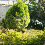 Casa à venda com 3 quartos, sendo 2 suítes,  em Parque Jabaquara, São Paulo, SP
