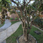 Casa em condomínio à venda ou para alugar com 3 quartos, sendo 1 suíte, em Jardim Ibiti do Paço, Sorocaba, SP