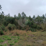 Terreno à venda em Vila Junqueira, São Roque, SP