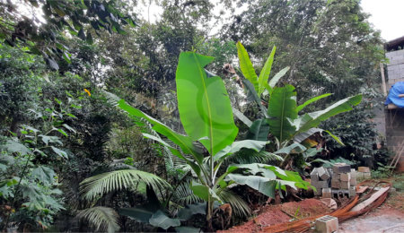 Terreno à venda em Serra da Cantareira, Mairiporã, SP