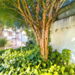 Casa para alugar com 2 quartos, sendo 1 suíte, no Centro, Indaiatuba, SP