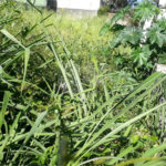 Terreno à venda em Jardim São Bento, São Paulo, SP