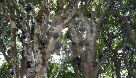 Chácara à venda com 3 suítes em Chácaras Copaco, Arujá, SP