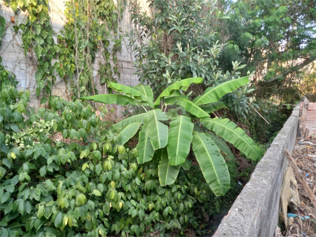 Terreno à venda em Tremembé, São Paulo, SP