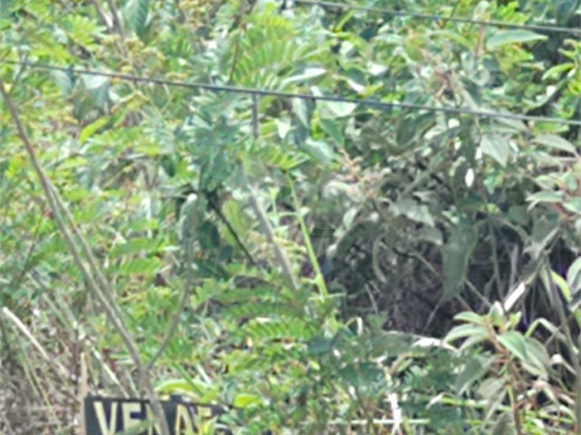 Terreno à venda em Serra da Cantareira, Mairiporã, SP