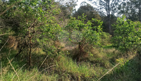 Terreno à venda em Bosque dos Eucalíptos, Atibaia, SP