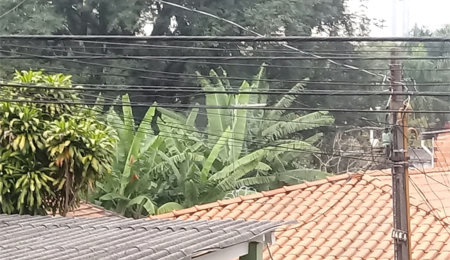 Terreno à venda em Mandaqui, São Paulo, SP