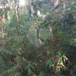 Terreno à venda em Serra da Cantareira, Mairiporã, SP