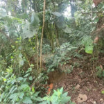 Terreno à venda em Mantiqueira, Mairiporã, SP