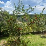 Terreno à venda com 2 quartos no condomínio Reserva do Morro Alto, Jarinu - SP