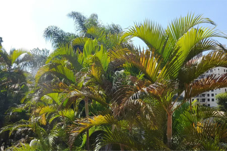 Sobrado à venda com 4 suítes em Real Parque, São Paulo, SP