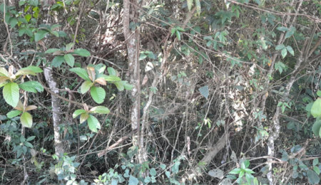 Terreno à venda em Roseira, Mairiporã, SP