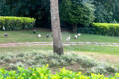 Cobertura à venda ou para alugar com 4 suítes em Jardim Morumbi, São Paulo, SP