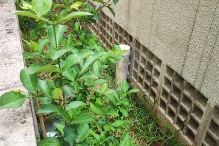 Apartamento Garden na Mooca com 322m² com 4 dormitórios 5 vagas Estuda Permuta