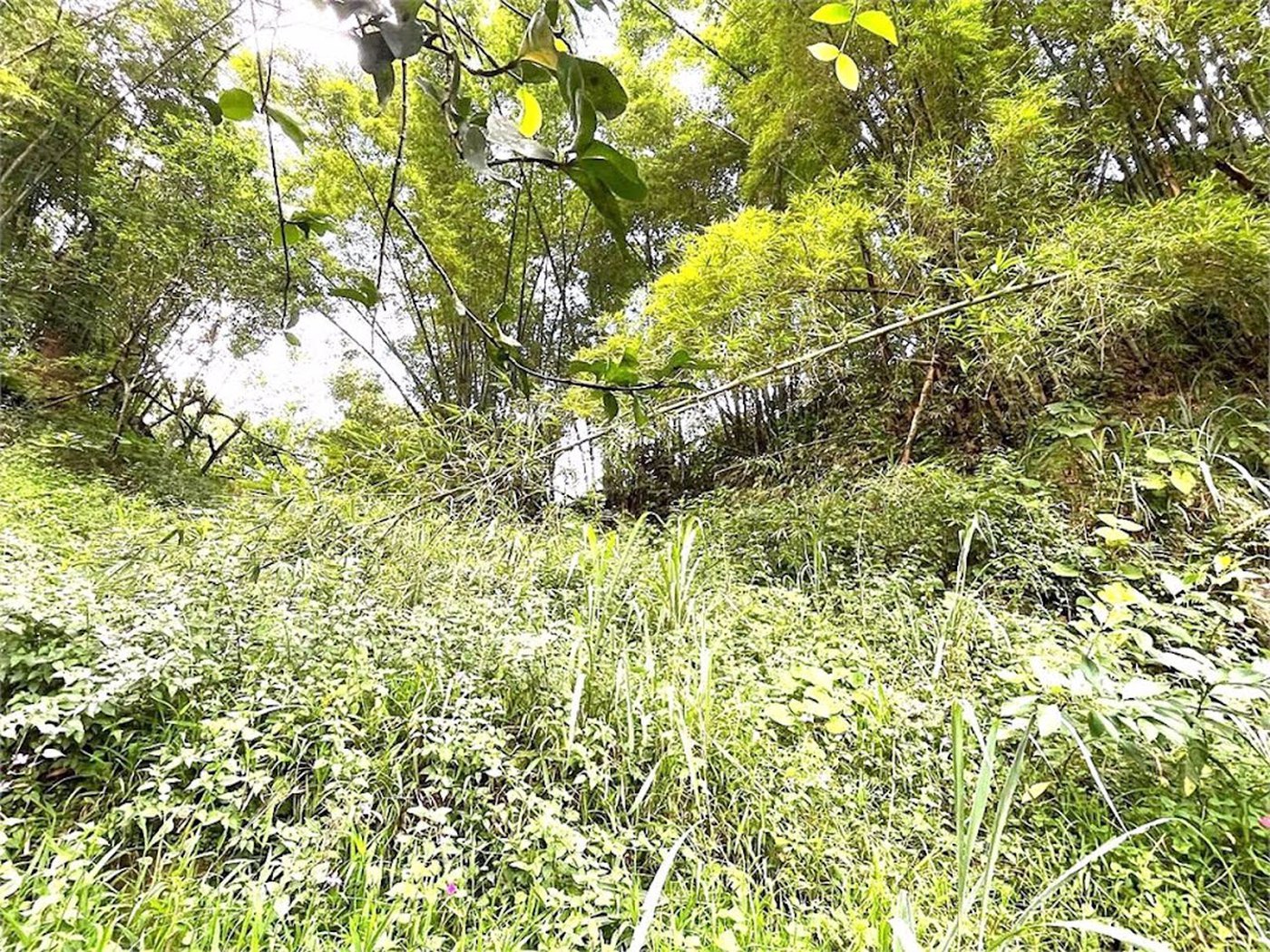 Terreno Residencial à venda, Morro de Nova Cintra, Santos - TE0034.
