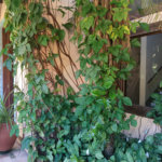 Casa à venda com 4 quartos, sendo 3 suítes, no condomínio Patrimônio do Carmo, São Roque - SP