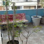 Casa à venda com 3 suítes em Vila Mariana, São Paulo, SP