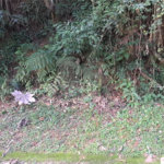 Terreno à venda no condomínio Associação Reserva das Hortênsias, Mairiporã - SP