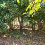 Terreno à venda em Vila Harmonia, Araraquara, SP