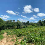 Área de Terra à venda em Cristóvão, Araçoiaba da Serra, SP