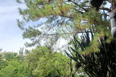 Terreno à venda em Jardim Patriarca, Ribeirão Preto, SP