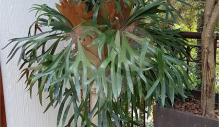 Casa à venda com 3 suítes no condomínio Palm Lane, São Paulo - SP