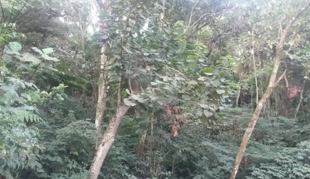 Terreno à venda em Tucuruvi, São Paulo, SP