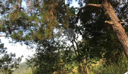 Terreno à venda em Serra da Cantareira, Mairiporã, SP