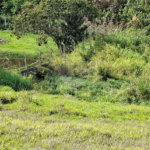Terreno à venda em Chácara Fernão Dias, Bragança Paulista, SP