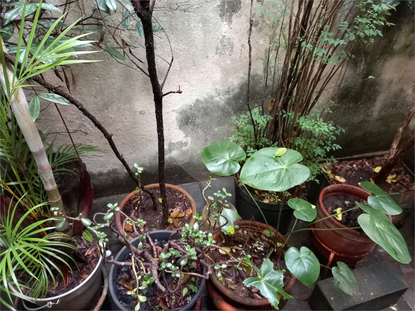 Sobrado à venda com 3 quartos em Aclimação, São Paulo, SP