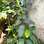 Terreno à venda em Campo Lindo, Seropédica, RJ