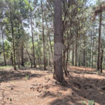 Casa em condomínio à venda em Parque Fernão Dias, Atibaia, SP