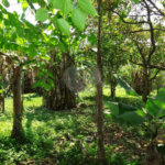 Terreno à venda em Horto Florestal, São Paulo, SP