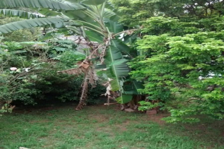 Casa à venda com 2 quartos em Jardim Peri Peri, São Paulo, SP